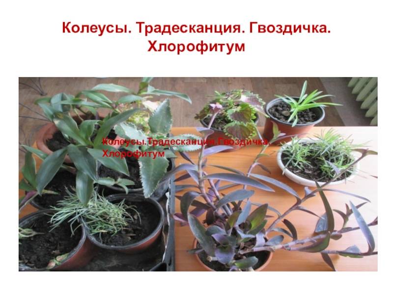 Комнатное растение традесканция: уход в домашних условиях, фото и полезные свойства