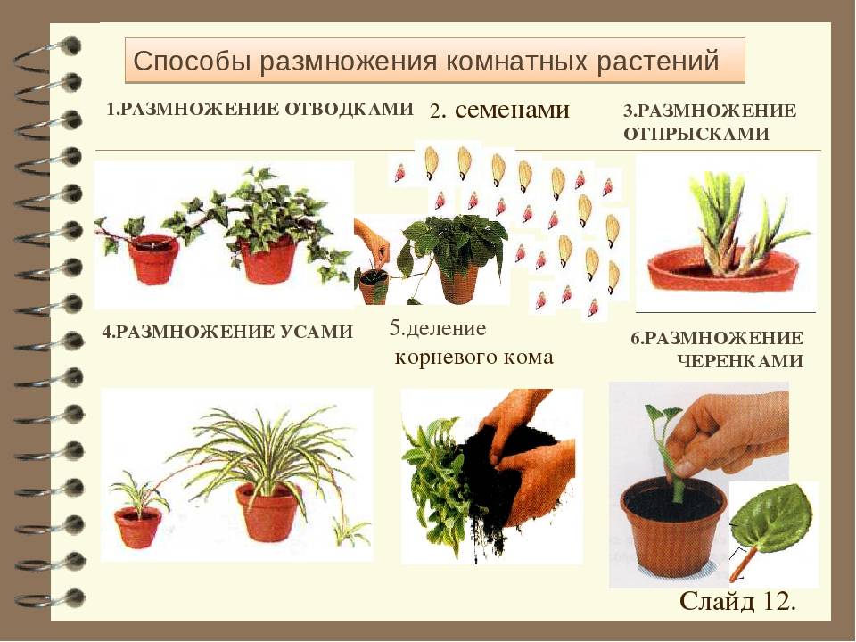 Самые простые комнатные растения