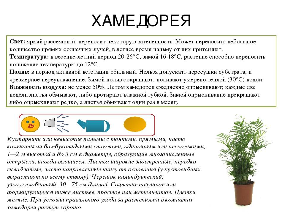 Декоративные пальмы для дома: разновидности, фото и названия - sadovnikam.ru