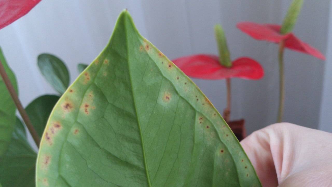 Болезни листьев антуриума и их лечение