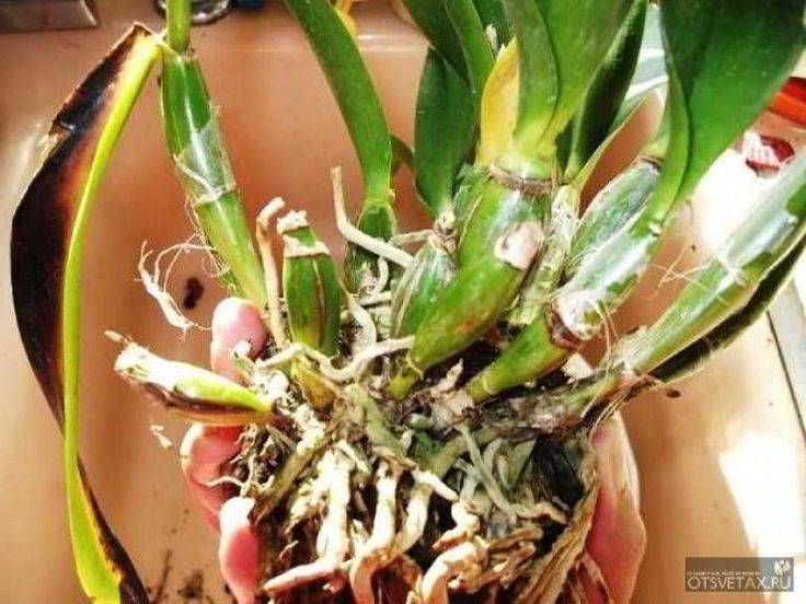 Размножение орхидей в домашних условиях с фото пошагово