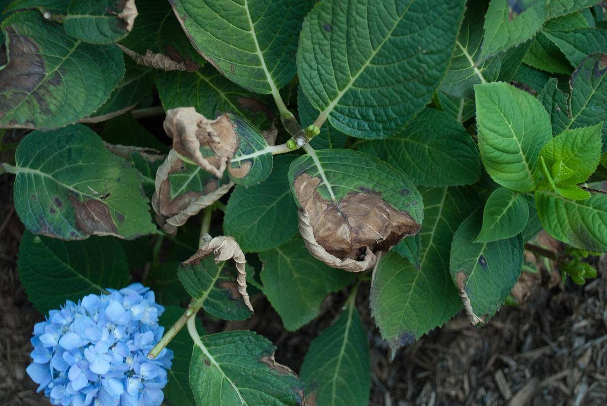 Листья гортензии: почему краснеют у метельчатой и крупнолистной, причины, что делать