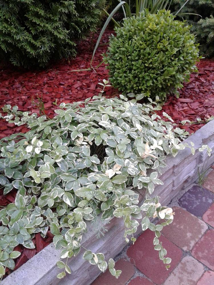 Бересклет форчуна: посадка и уход декоративного растения в саду - 18 фото