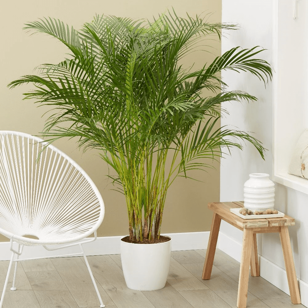 Как ухаживать за комнатной пальмой в домашних условиях?