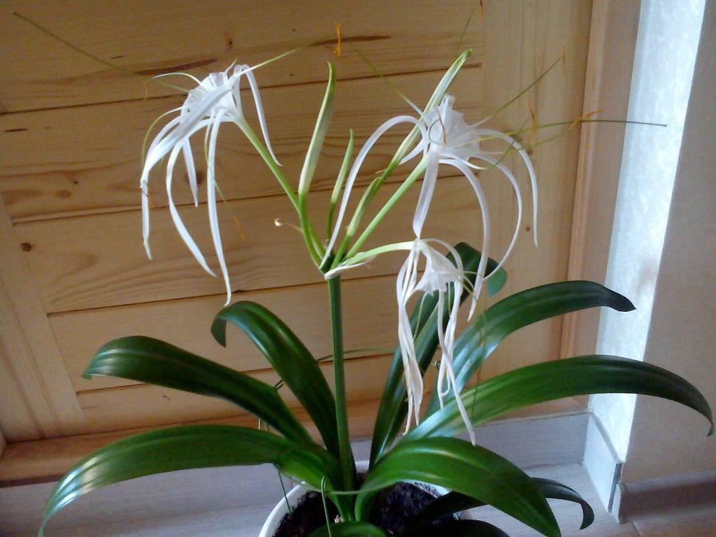Правила ухода за гименокаллисом: цветок hymenocallis festalis в домашних условиях