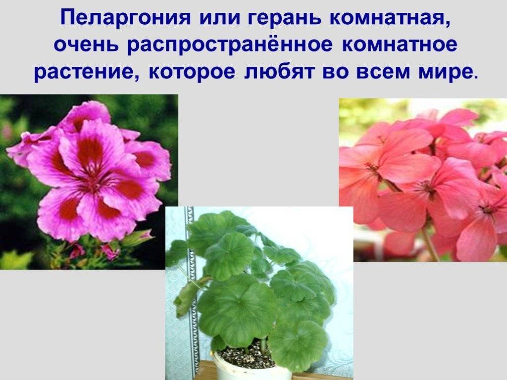 Душистая герань: описание, сорта и советы по уходу за пахучим цветком