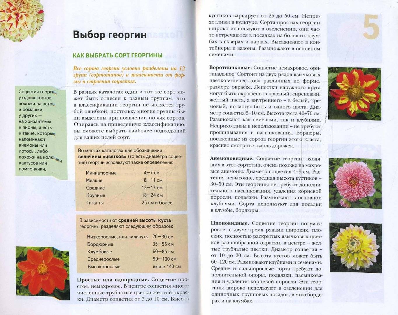 Растение георгина: фото, сорта, выращивание, посадка и уход