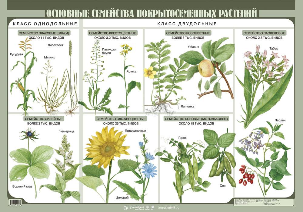 Список семейств растений