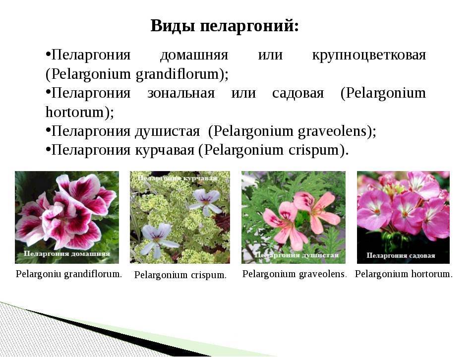 Пеларгония (герань) - 75 фото, виды, уход и выращивание