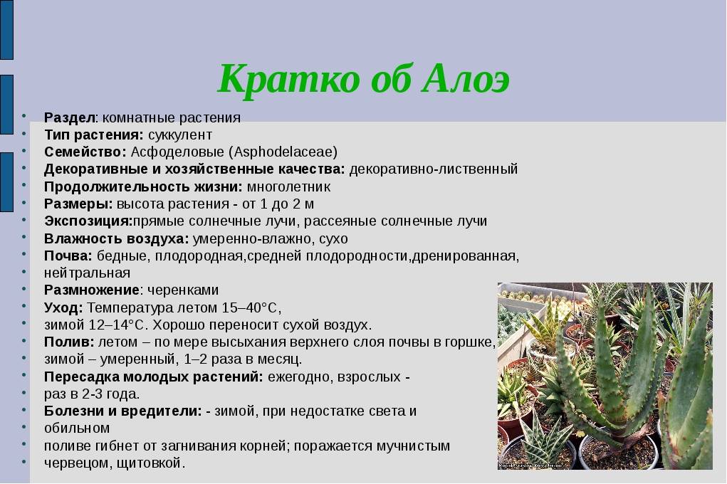 Агава agave - виды, уход и проблемы выращивания