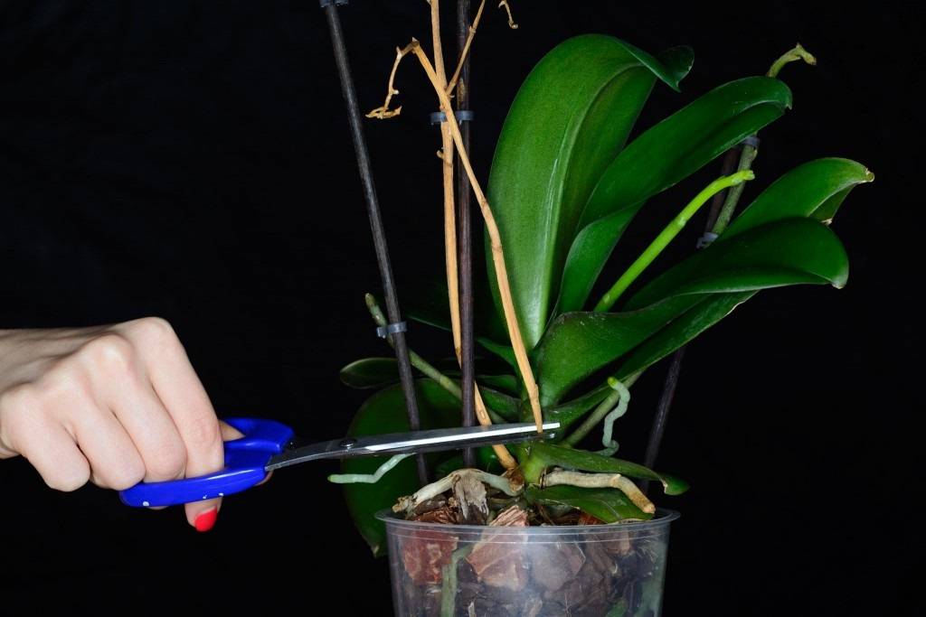 Орхидея отцвела— что делать дальше с растением