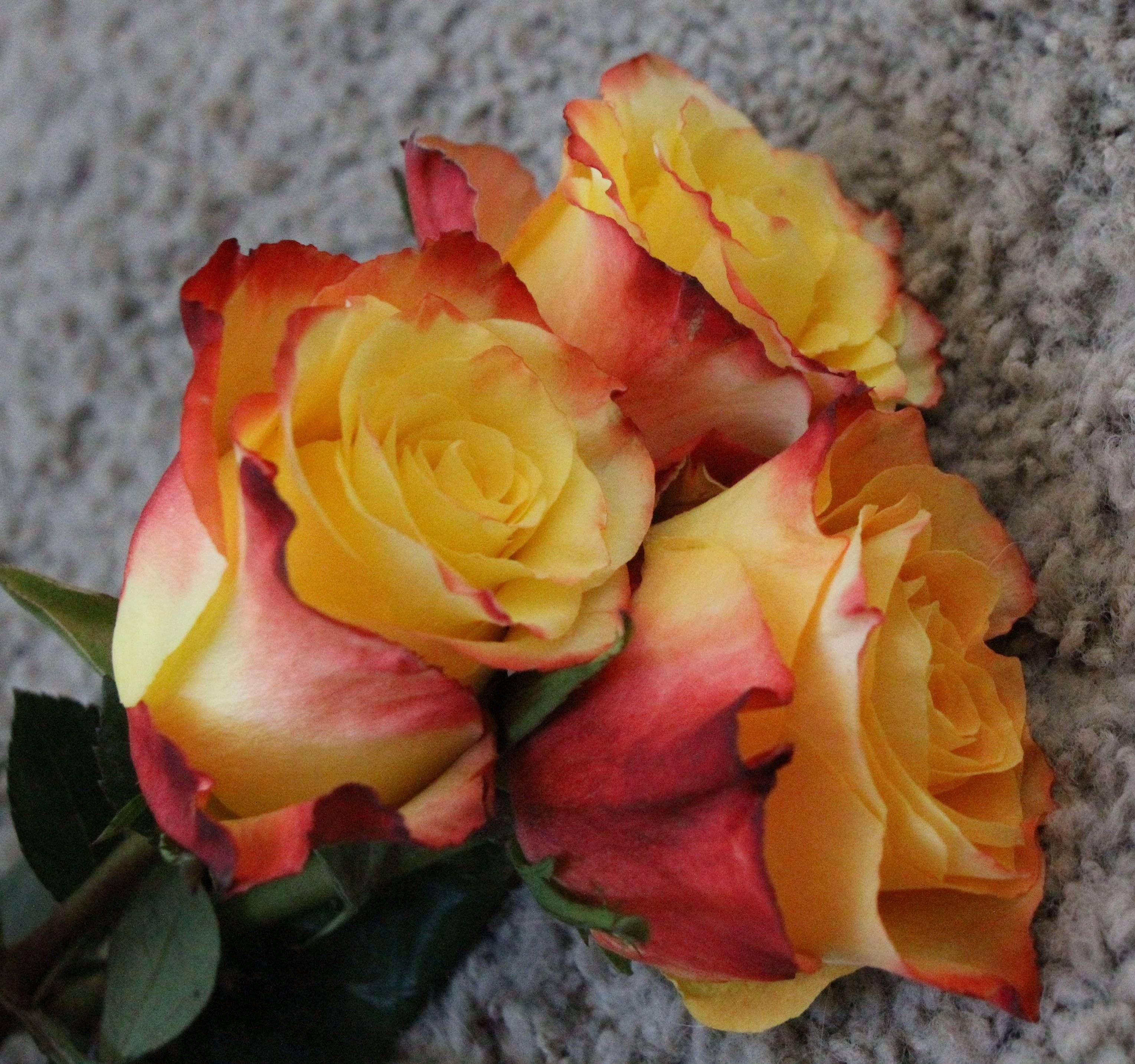 Роза хай мэджик: описание сорта, фото растения, отзывы
