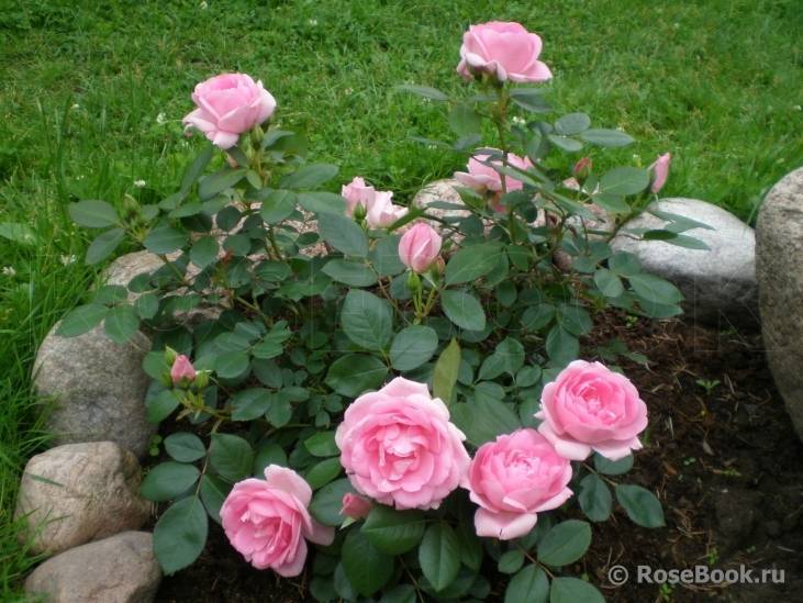 Розы парковые фото сорта описание название парковая роза посадка и уход в открытом грунте укрытие на зиму