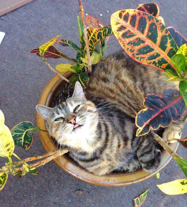 8 лучших растений для кошек | про кошек | дзен