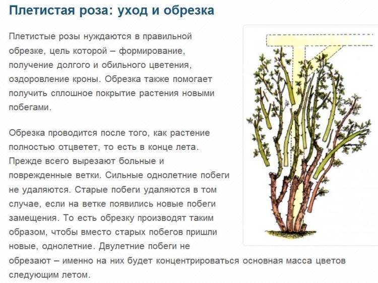 Плетистая роза эльф: фото и описание, отзывы, особенности выращивания