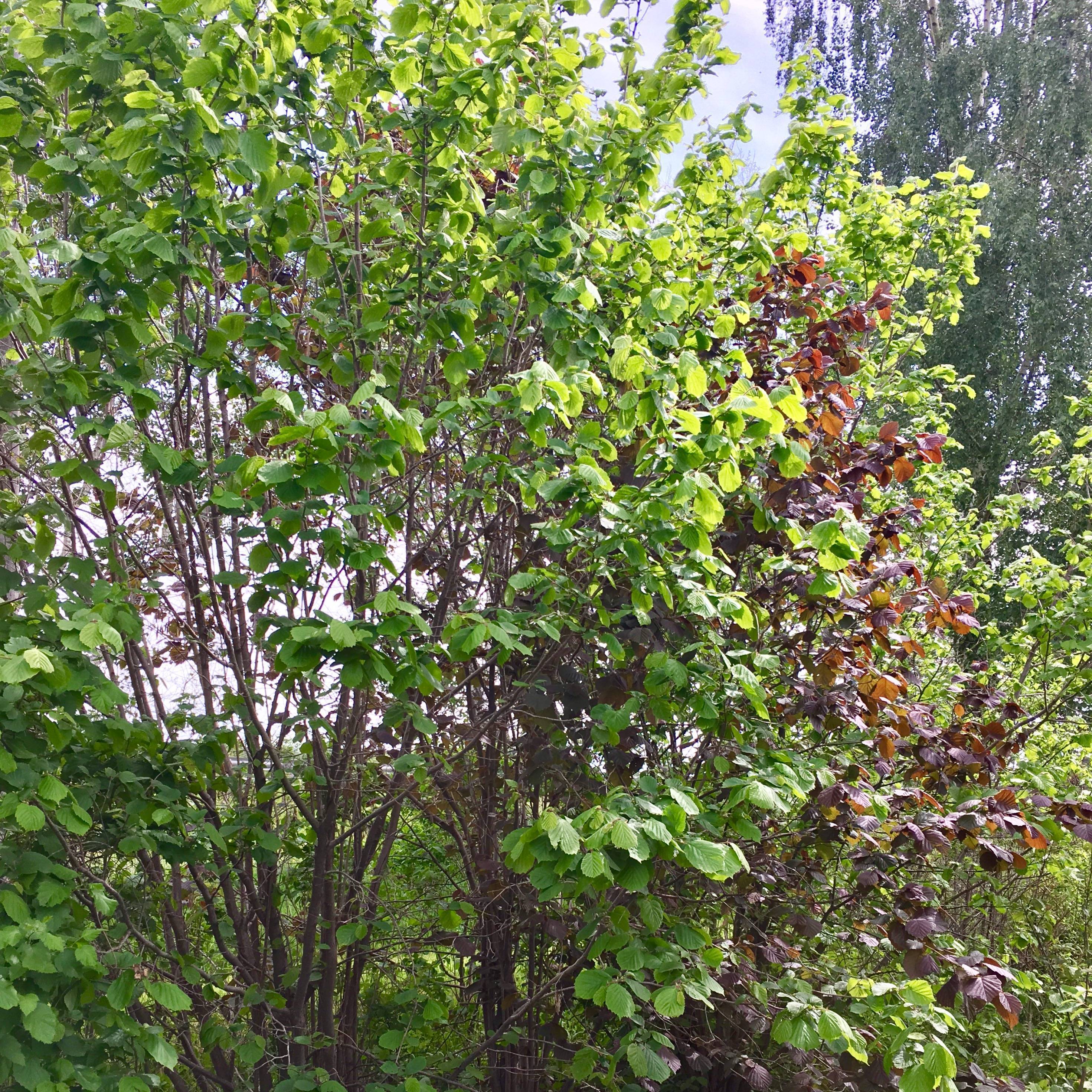 Фундук - лещина - деревья и кустарники | дикий дачник