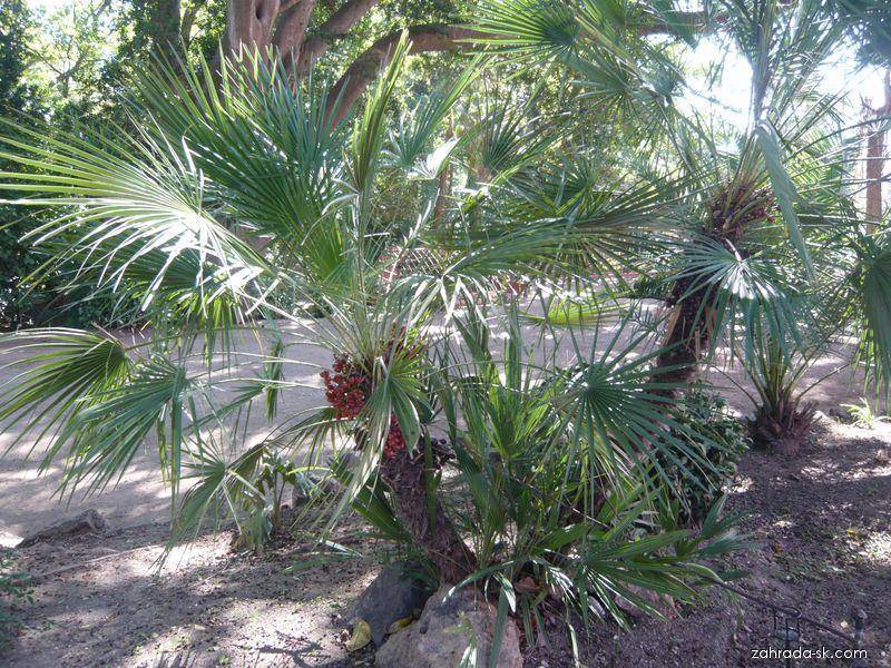 Как ухаживать за пальмой хамеропс