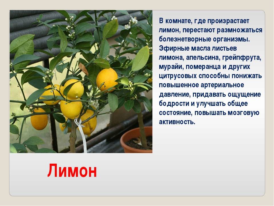 Где растет лимон: описание, страна и интересные факты :: syl.ru