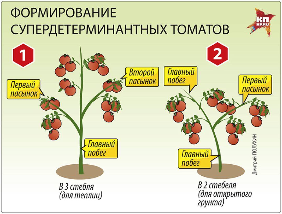 Выращивание ампельных помидоров дома и на участке