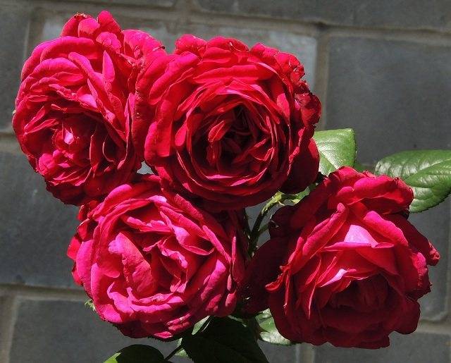 Роза фишерман френд фото и описание отзывы - о цветах