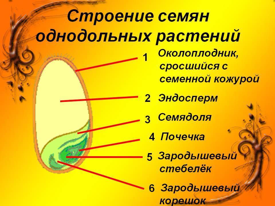 Однодольные и двудольные семена рисунок