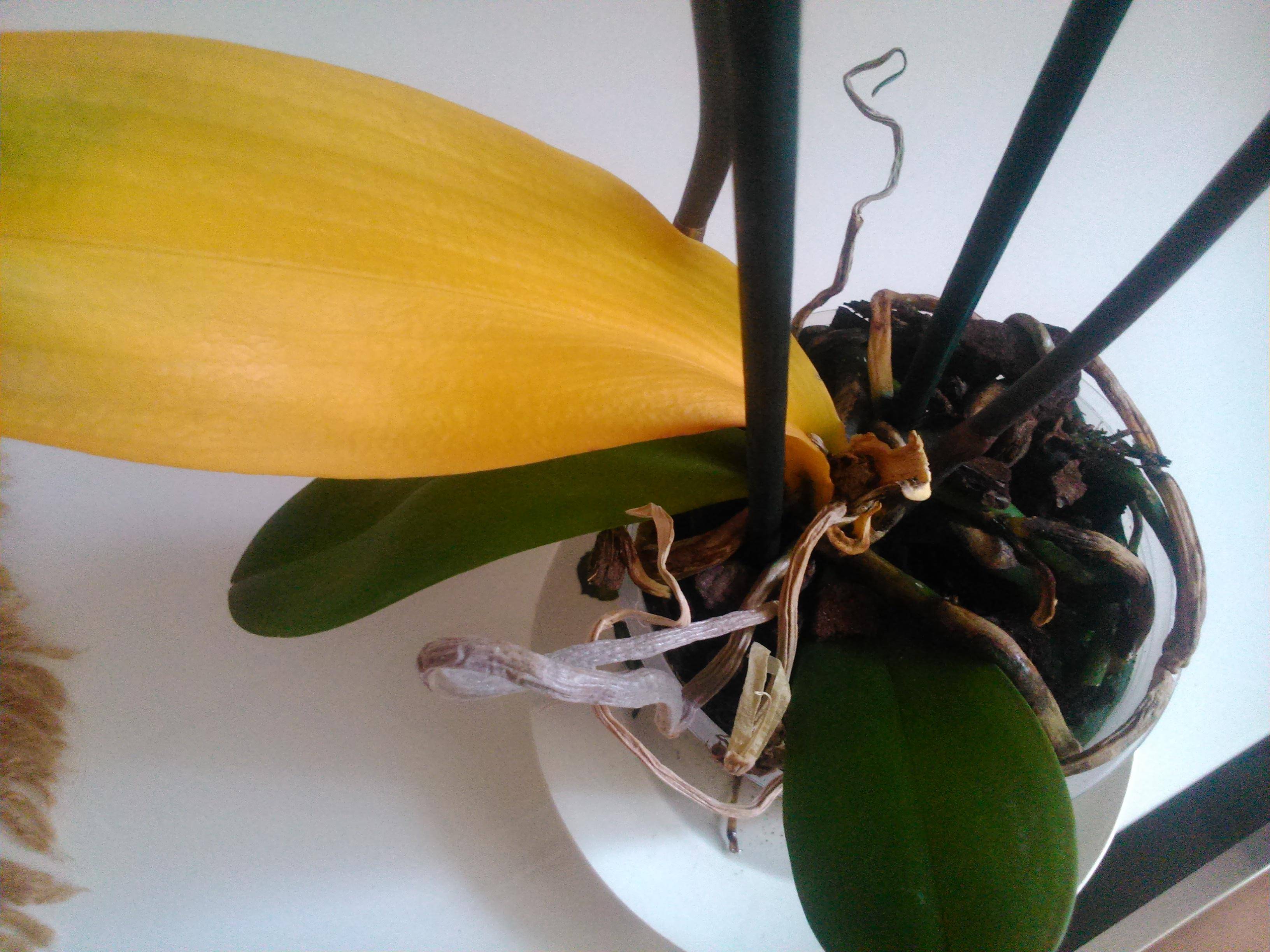 Почему желтеют листья орхидеи? что делать, чтобы спасти цветок? - sadovnikam.ru