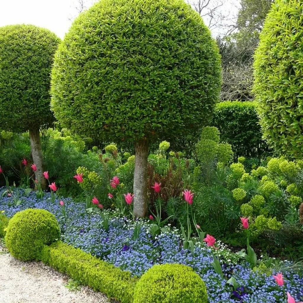 Самые необычные деревья и кустарники для сада. описание, фото — ботаничка