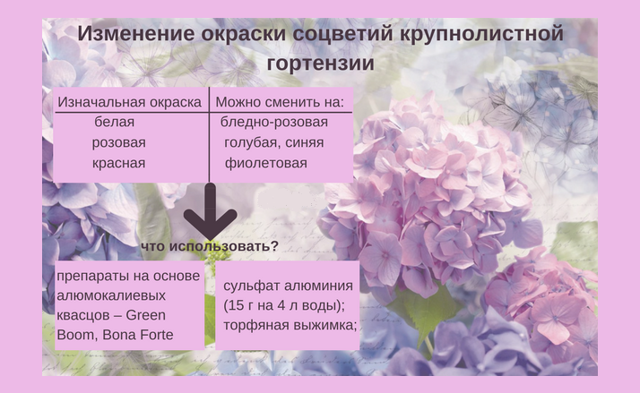 Почему не цветет гортензия в саду: причины и что делать, чтобы вернуть пышное цветение