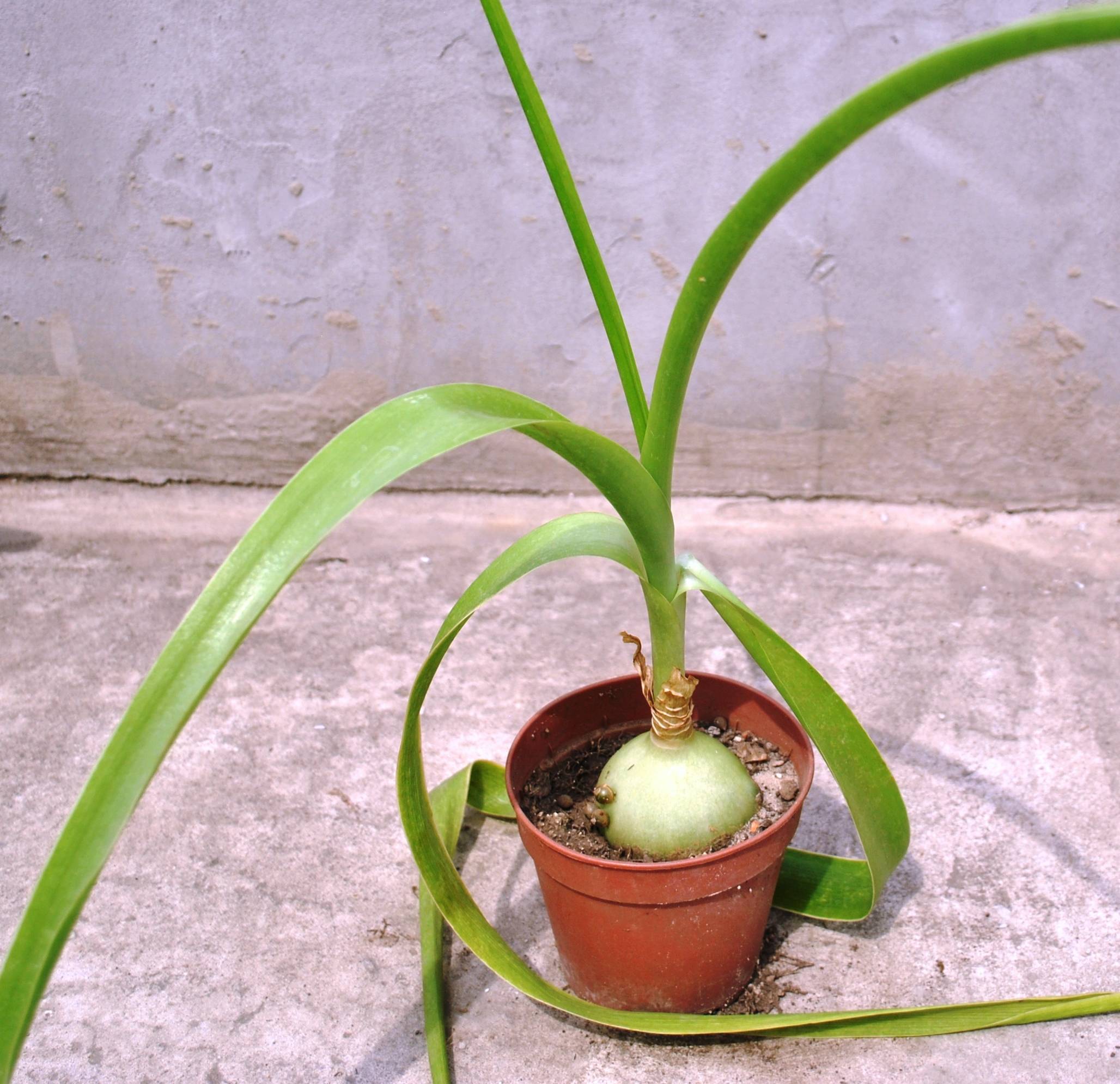 Индийский лук – как правильно пересаживать и размножать, использование в саду