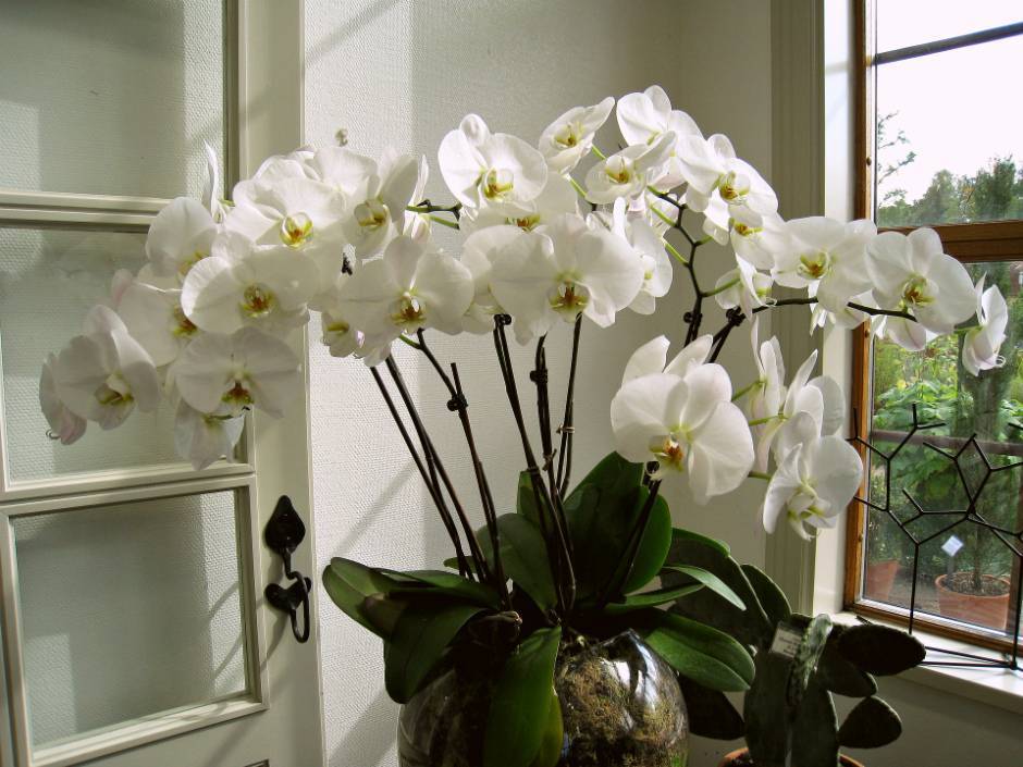 Как заставить цвести орхидею повторно, если она долго этого не делает: почему растение «ленится» и какие есть 9 правил для домашних условий, чтобы его стимулировать? selo.guru — интернет портал о сель