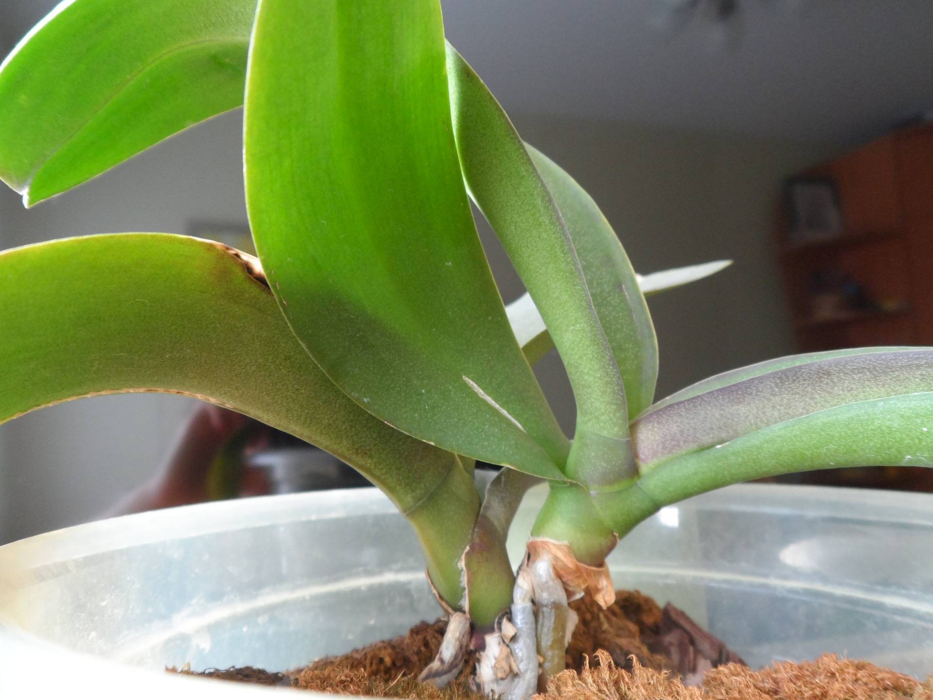 Как пересадить орхидею детками в домашних условиях