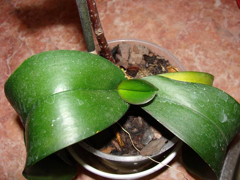 Как размножить орхидею в домашних условиях: виды и способы, пересадка, особенности ухода и советы садоводов