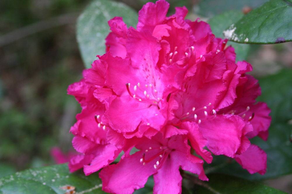 Рододендрон, или розовое дерево