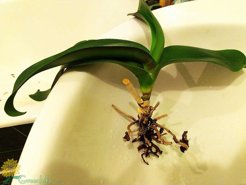 Корни орхидеи гниют, сохнут – что делать, реанимация корней орхидеи