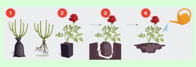 Роза дон жуан — описание и посадка плетистой розы