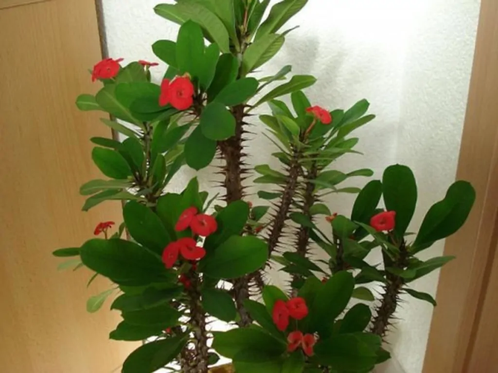 Названия и описание домашних растений и комнатных цветков с красными листьями