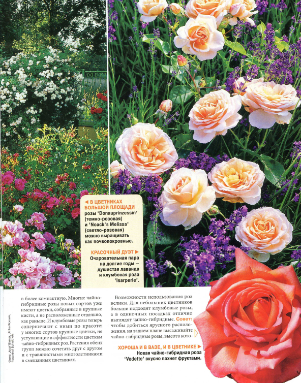 Роза аква – фото и описание сорта, отзывы садоводов