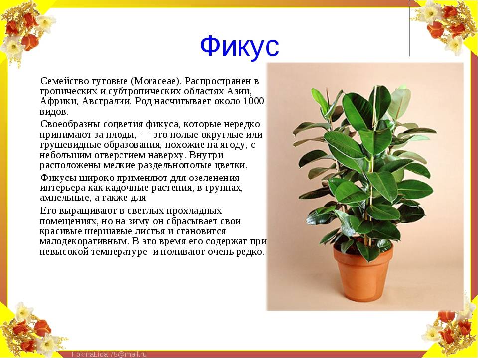 ᐉ семейство тутовых растений: список, описание, роды и виды - roza-zanoza.ru