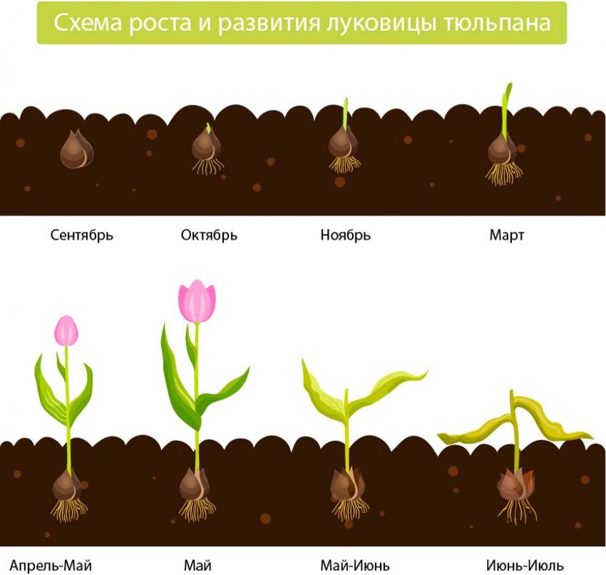 Посадка тюльпанов осенью под зиму: в каком месяце высаживать, на какую глубину?
