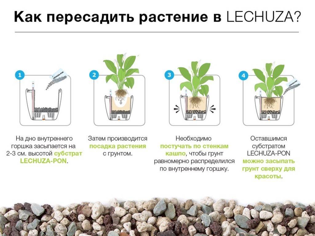 Пересадка кактусов: подбираем грунт, горшочек, осматриваем корни. как посадить кактус