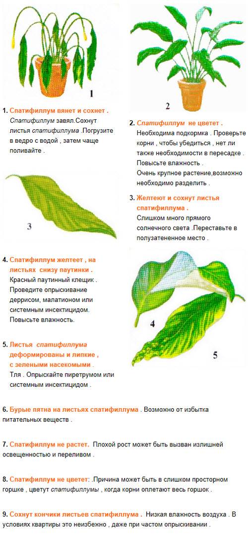 Спатифиллум - почему желтеют листья. способы лечения
