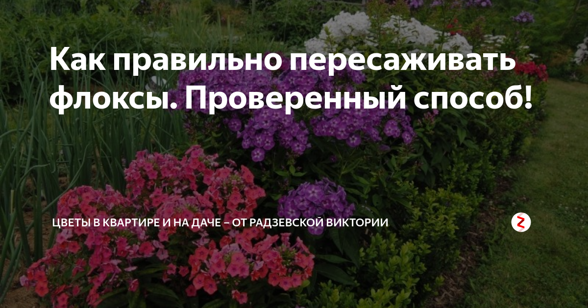 Когда пересаживать флоксы на другое место лучше