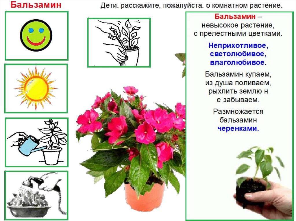 Самые полезные комнатные растения для детской. критерии выбора, описание, фото — ботаничка