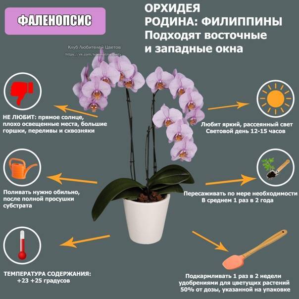 9 основных правил по уходу за орхидеями в домашних условиях
