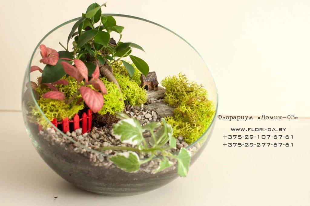 Флорариум своими руками: пошаговая инструкция для начинающих + выбор емкости и растений, варианты и фото композиций