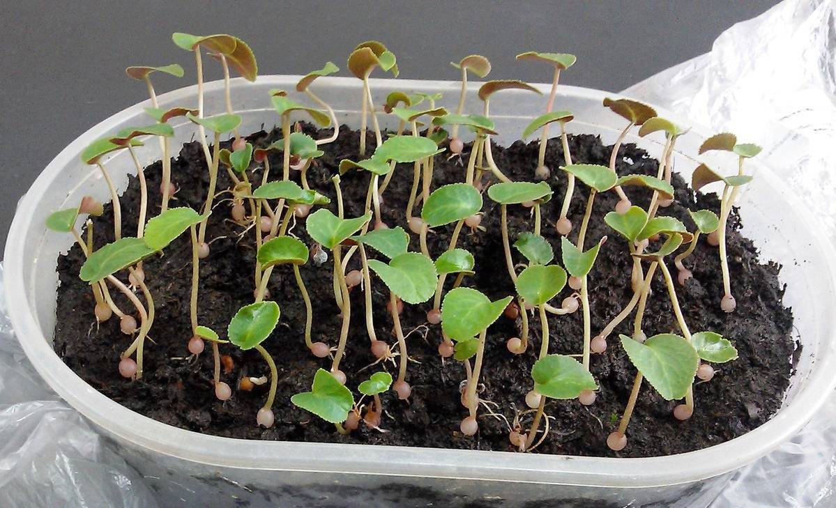 Выращивание цикламена из семян в домашних условиях: инструкции и рекомендации - sadovnikam.ru