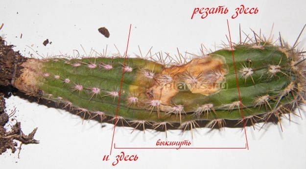 Эпифитные кактусы: особенности эпифитов, популярные виды с фото