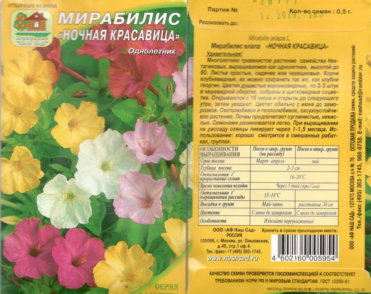 ᐉ мирабилис (ночная красавица): выращивание из семян в открытом грунте, фото - roza-zanoza.ru