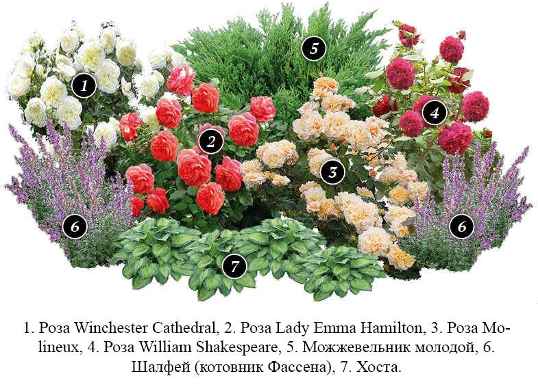 Клумба с пионами — сочетание растений в цветнике
