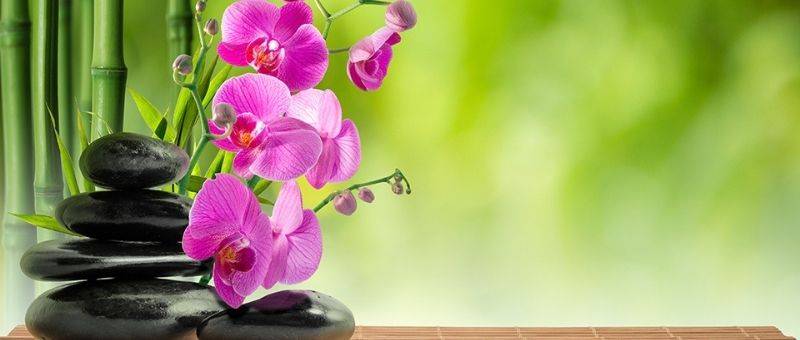 Орхидеи по фен-шуй - что означают в доме, спальне, офисе и можно ли заменить картиной?